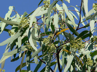 L’eucalyptus s’adapte et assainit