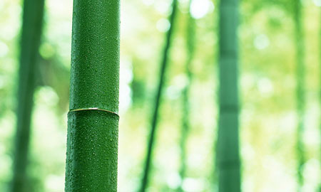 Bambou Tabashir – La Silice au végétal, souplesse articulaire