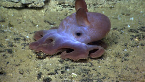 L'octopus dumbo