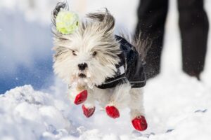 Les petits chiens ou ceux ayant des poils courts seront pourtant bien contents d’être protégés par un petit manteau et des chaussons. 