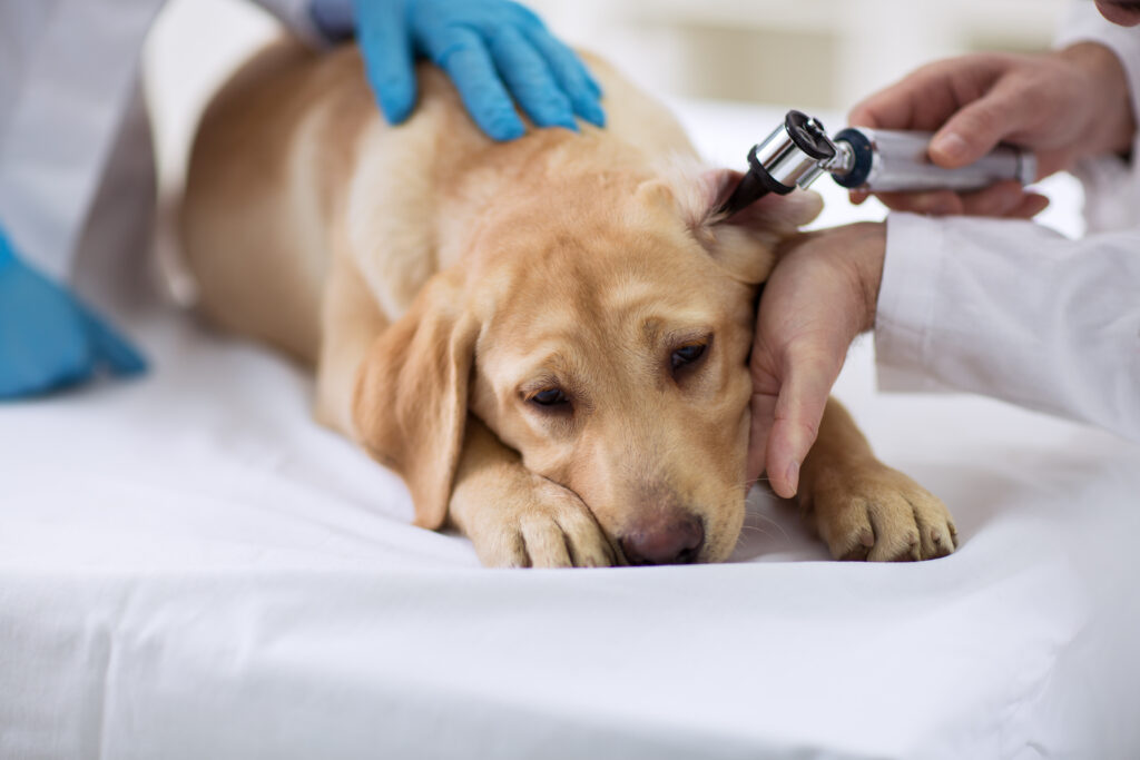 Veterinarian examining ear of labrador at vet clinic